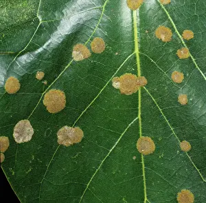 Virescens: Algal Spot (Cephaleuros virescens)