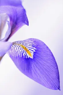 Rhizome: Algerian iris, Iris unguicularis, Close cropped