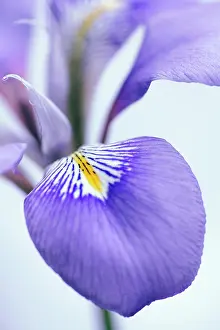 Rhizome: Algerian iris, Iris unguicularis, Close cropped