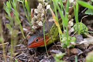 Lacertidae: Algerian Psammodromus