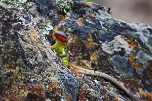 Lacertidae: Algerian Psammodromus