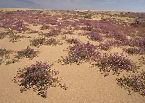 Verbena: Algodones dunes - also known as Imperial sand dunes