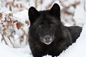Prefecture: Algonquin wolf (Canis lupus lycaon), Wildlife Park