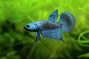 Alien: Alien blueFighting Fish (Betta mahachaiensis) in