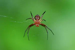 Alien: Alien-like Orb-weaver Spider