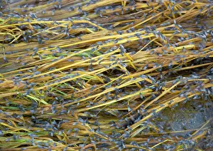 Related: Alkali Flies - related to Brine Flies