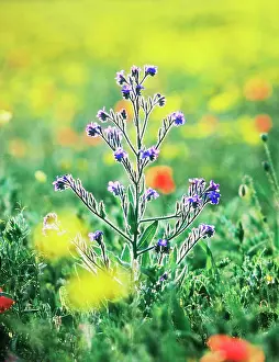 Sempervirens: Alkanet