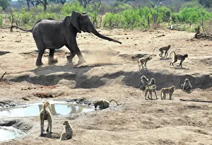 Charge: All the ponds of the Hwange National Park are artificials