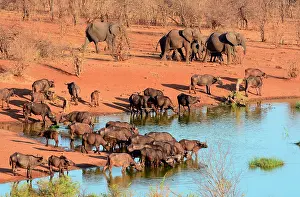 Puddle: All the ponds of the Hwange National Park are artificials