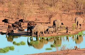 Puddle: All the ponds of the Hwange National Park are artificials