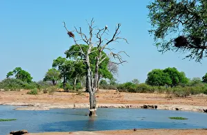 Puddle: All the ponds of the Hwange National Park are artificials