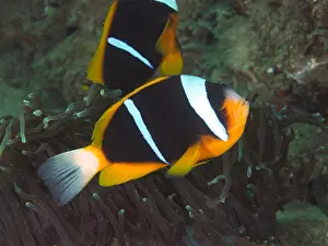 Damselfish: Allards clownfish (Amphiprion allardi), Sodwana