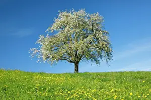 Pear: Alleinstehender, bluhender Birnbaum auf bluhender