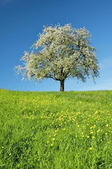 Pear: Alleinstehender, bluhender Birnbaum auf bluhender