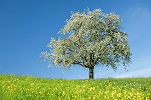 Pear: Alleinstehender, bluhender Birnbaum auf bluhender
