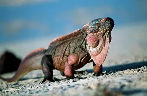 Iguana: Allens Cay Iguana (Cyclura cychlura inornata), Allens