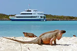 Yacht: Allens Cay Iguana (Cyclura cychlura inornata), Allens