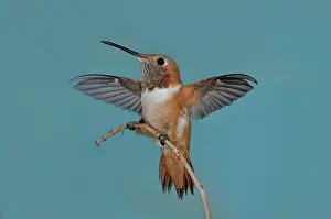 Hummer: Allen's Hummer