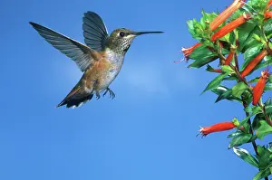 Selasphorus: Allen's Hummingbird