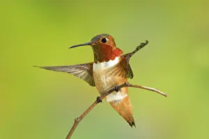 Selasphorus: Allen's Hummingbird