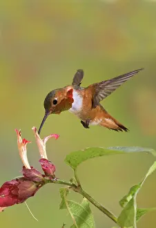 Selasphorus: Allen's Hummingbird