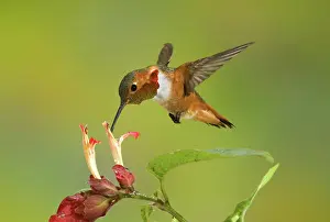 Selasphorus: Allen's Hummingbird