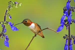 Selasphorus: Allen's Hummingbird