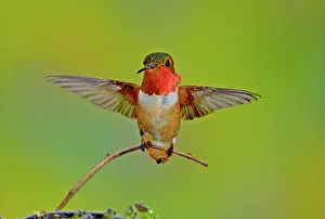 Selasphorus: Allen's Hummingbird
