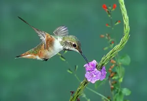 Humming: Allen's Hummingbird