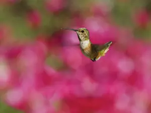 Selasphorus: Allen's hummingbird