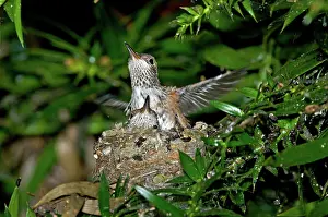 Exercising: Allen's Hummingbird Chicks