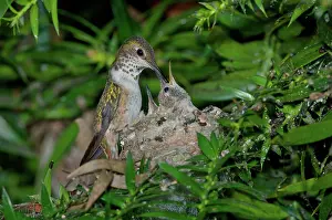 Selasphorus: Allen's hummingbird feeds young