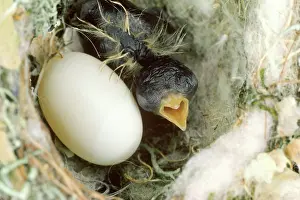 Selasphorus: Allen's Hummingbird hatchling in nest