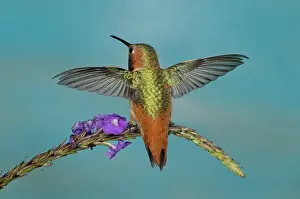 Hummer: Allen's Hummingbird Male