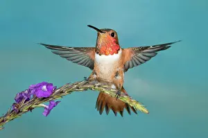 Hummer: Allen's Hummingbird Male