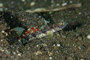 Shrimp: Allen's Shrimpgoby - with Randall's Snapping Shrimp (Alpheus