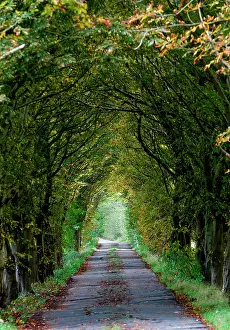 Lined: Alley in autumn