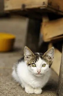 Ordinary: Alley Cat on a farm in Serbia