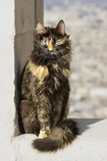Places: Alley Cat sick Notre Dame de la Garde Marseille France