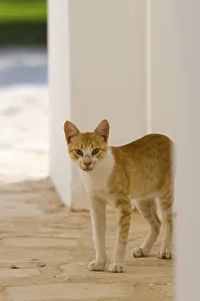 Ordinary: Alley cat Tunisia