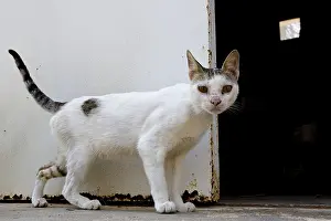Ordinary: Alley cat Tunisia