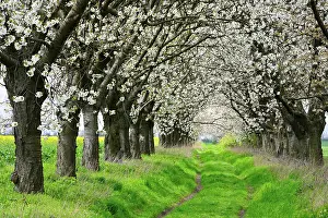 Awakening: Alley from flowering Cherry treesn (Prunus) in spring