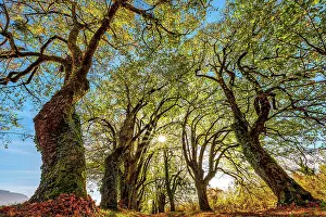 Tilia: Alley of linden trees in autumn, Bugey, Ain, France