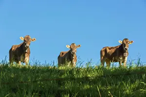 Allg: Allg&, x4d60;cows, brown cattle, on pasture, blue