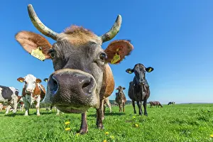 Allg: Allg&, xe4;u cows, brown cattle, on a pasture