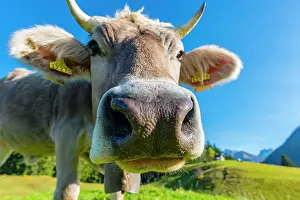 Comical: Allgauer Braunvieh (Bos primigenius taurus), animal