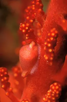 Cowrie: Allied cowrie