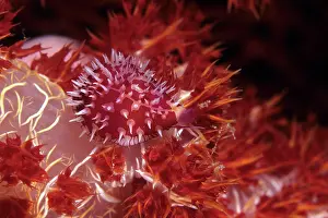 Punctata: Allied cowrie, Pseudosimnia sinensis on soft coral, Dendrone
