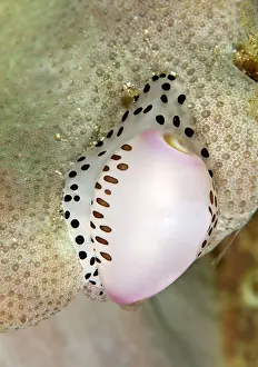 Calpurnus: Allied Cowries