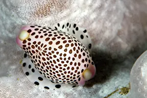 Calpurnus: Allied Cowries
